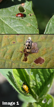 Image 1 beetle.jpg Image 1 beetle.jpg